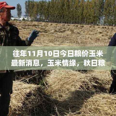 秋日玉米情缘,粮价背后的温暖故事与最新玉米行情播报