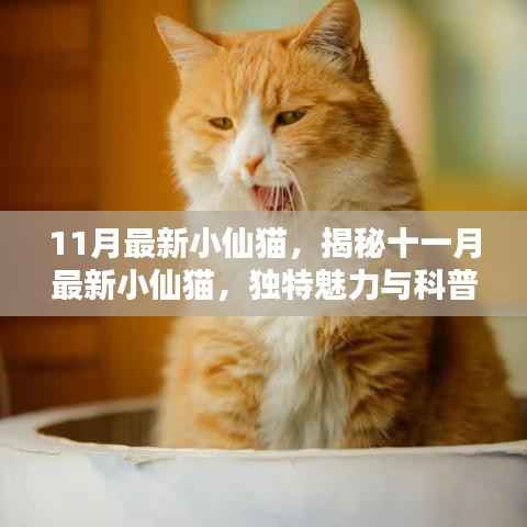 揭秘十一月最新小仙猫,独特魅力与科普知识介绍