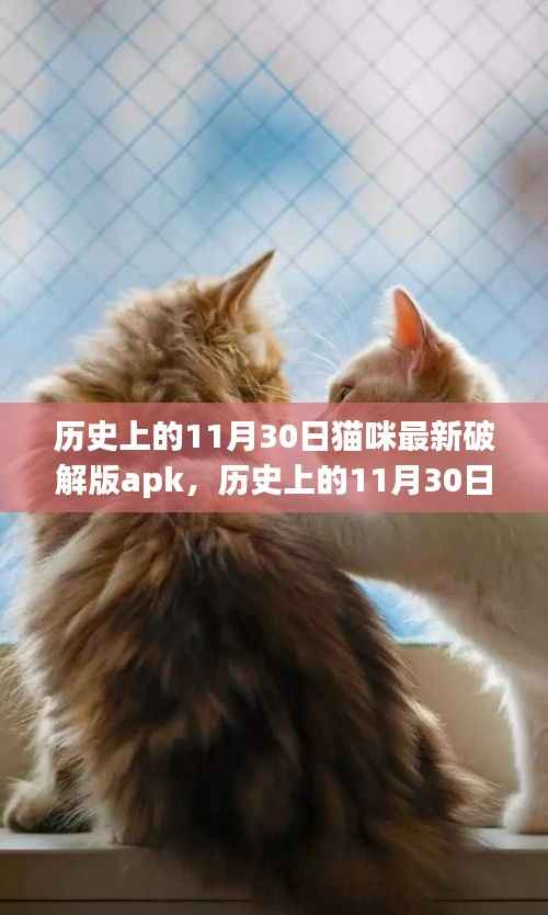揭秘猫咪最新破解版apk背后的故事,历史上的11月30日事件回顾