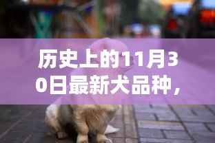 萌宠新星闪耀历史,我在11月30日的温馨萌宠日常与犬界新纪元