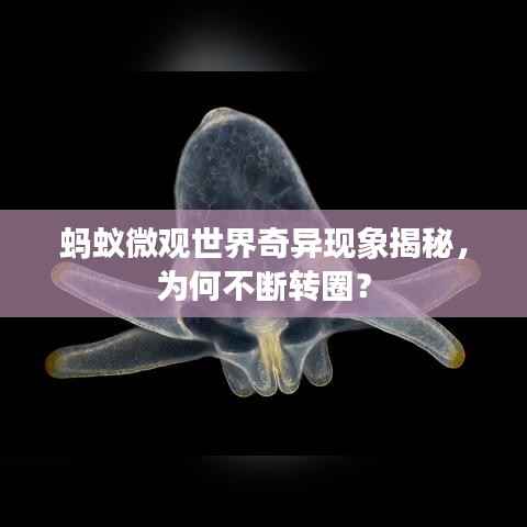 蚂蚁微观世界奇异现象揭秘,为何不断转圈?