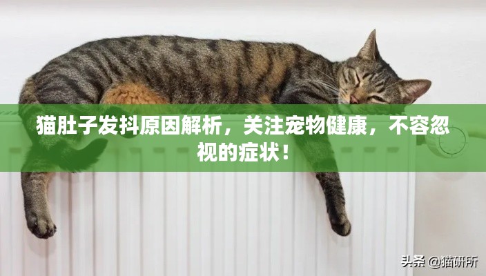 猫肚子发抖原因解析,关注宠物健康,不容忽视的症状!
