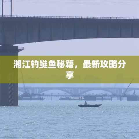 湘江钓鲢鱼秘籍,最新攻略分享