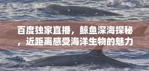 百度独家直播,鲸鱼深海探秘,近距离感受海洋生物的魅力