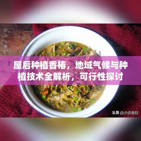 屋后种植香椿,地域气候与种植技术全解析,可行性探讨