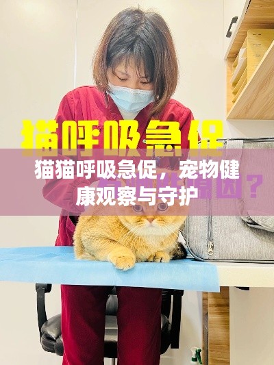 猫猫呼吸急促,宠物健康观察与守护