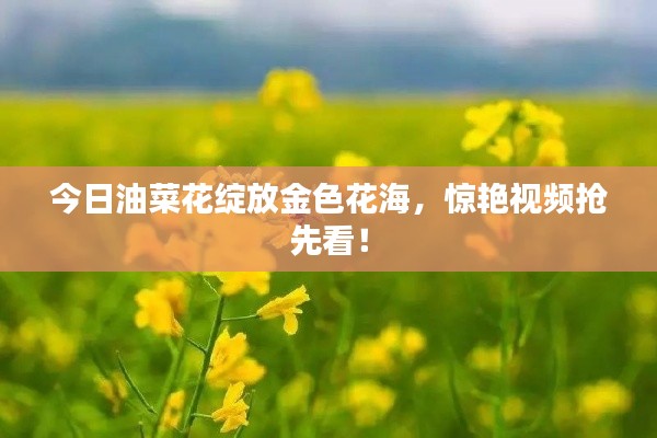今日油菜花绽放金色花海,惊艳视频抢先看!